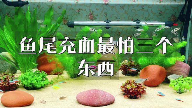 龍魚尾鰭充血期間需要停食嗎？