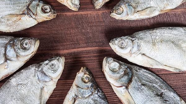 龍魚尾鰭充血期間需要停食嗎？