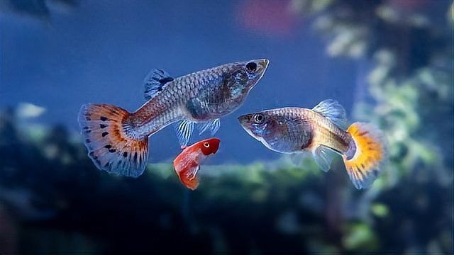 龍魚尾鰭充血期間需要停食嗎？