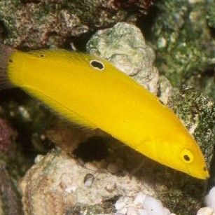 黃龍魚圖片大全圖片欣賞視頻教程