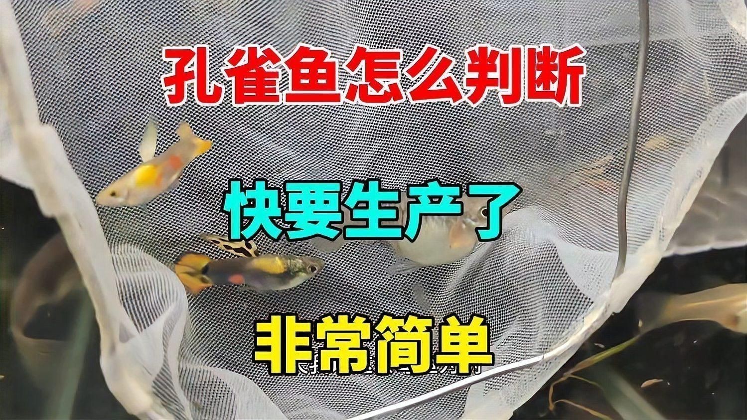 孔雀魚怎么判斷快生了