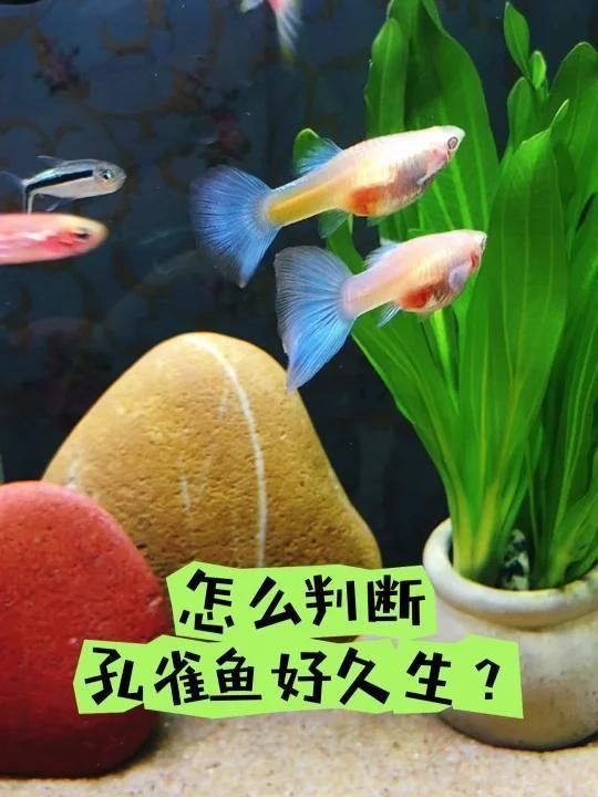 孔雀魚怎么判斷快生了