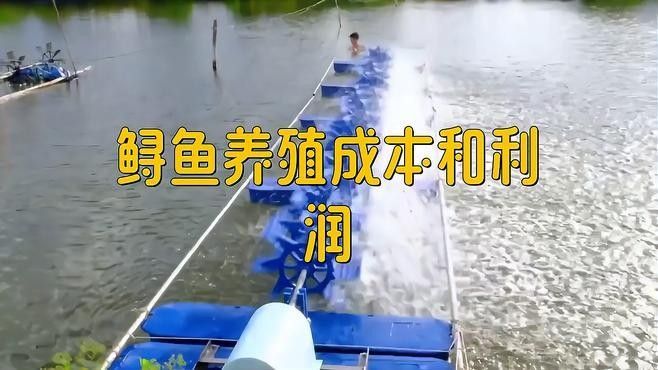 鱘龍魚養(yǎng)殖成本 鱘龍魚養(yǎng)殖成本 龍魚百科 第1張