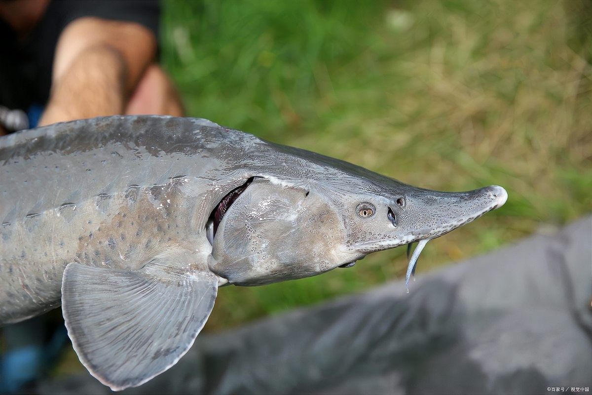 鱘龍魚養(yǎng)殖成本 鱘龍魚養(yǎng)殖成本 龍魚百科 第3張