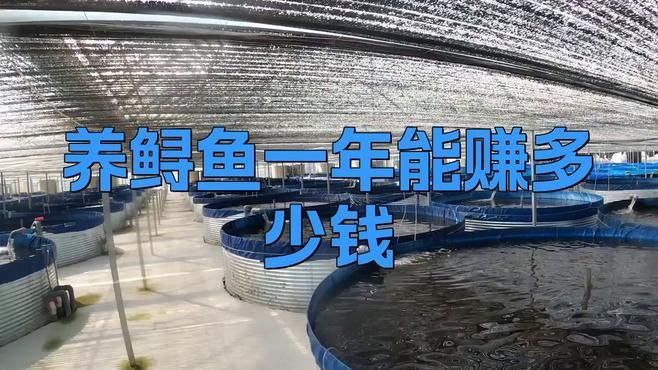 鱘龍魚養(yǎng)殖成本 鱘龍魚養(yǎng)殖成本 龍魚百科 第2張