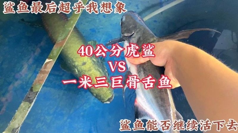 龍魚和虎鯊可以混養(yǎng)嗎 龍魚和虎鯊可以混養(yǎng)嗎 龍魚百科 第3張