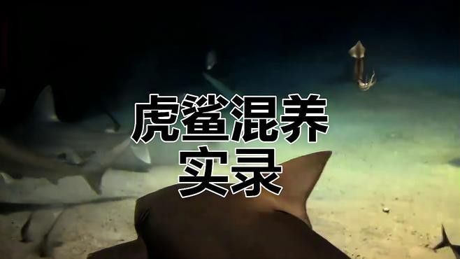 龍魚和虎鯊可以混養(yǎng)嗎 龍魚和虎鯊可以混養(yǎng)嗎 龍魚百科 第2張