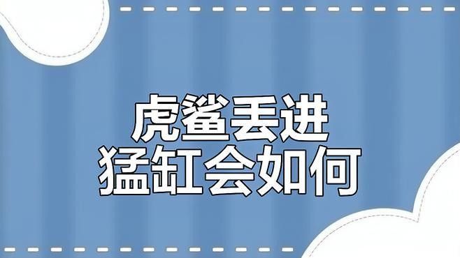 龍魚和虎鯊可以混養(yǎng)嗎 龍魚和虎鯊可以混養(yǎng)嗎 龍魚百科 第1張