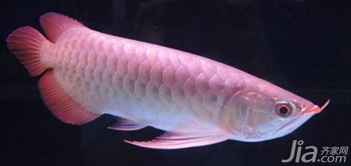 家里養幾條龍魚好（養龍魚的數量不僅關系到風水還涉及到龍魚的生活空間和健康）