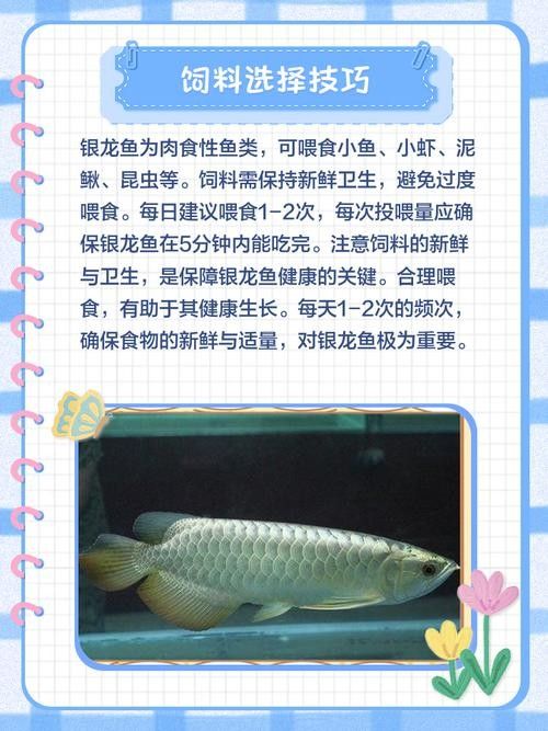 銀龍魚混養(yǎng)最佳搭配圖解大全圖片 銀龍魚混養(yǎng)最佳搭配圖解大全圖片 龍魚百科 第25張
