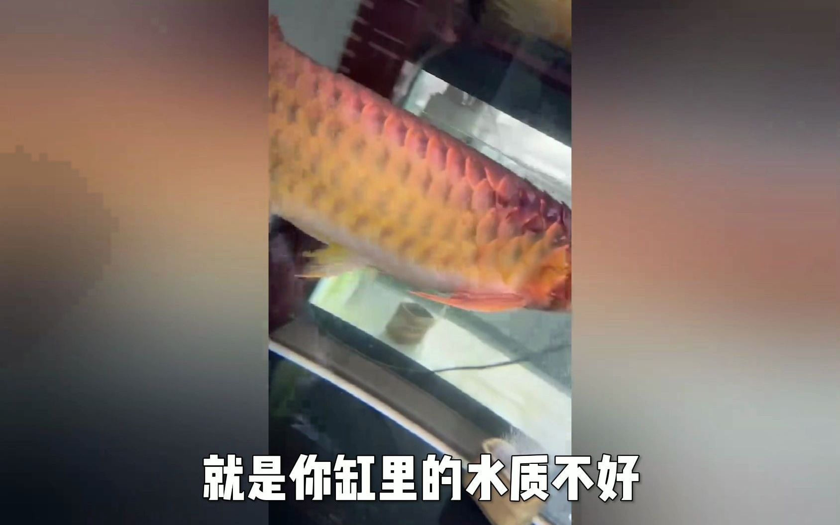 龍魚細菌感染后應該如何治療？
