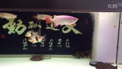 和紅龍魚混養的高端魚種：與紅龍魚混養的高端魚種