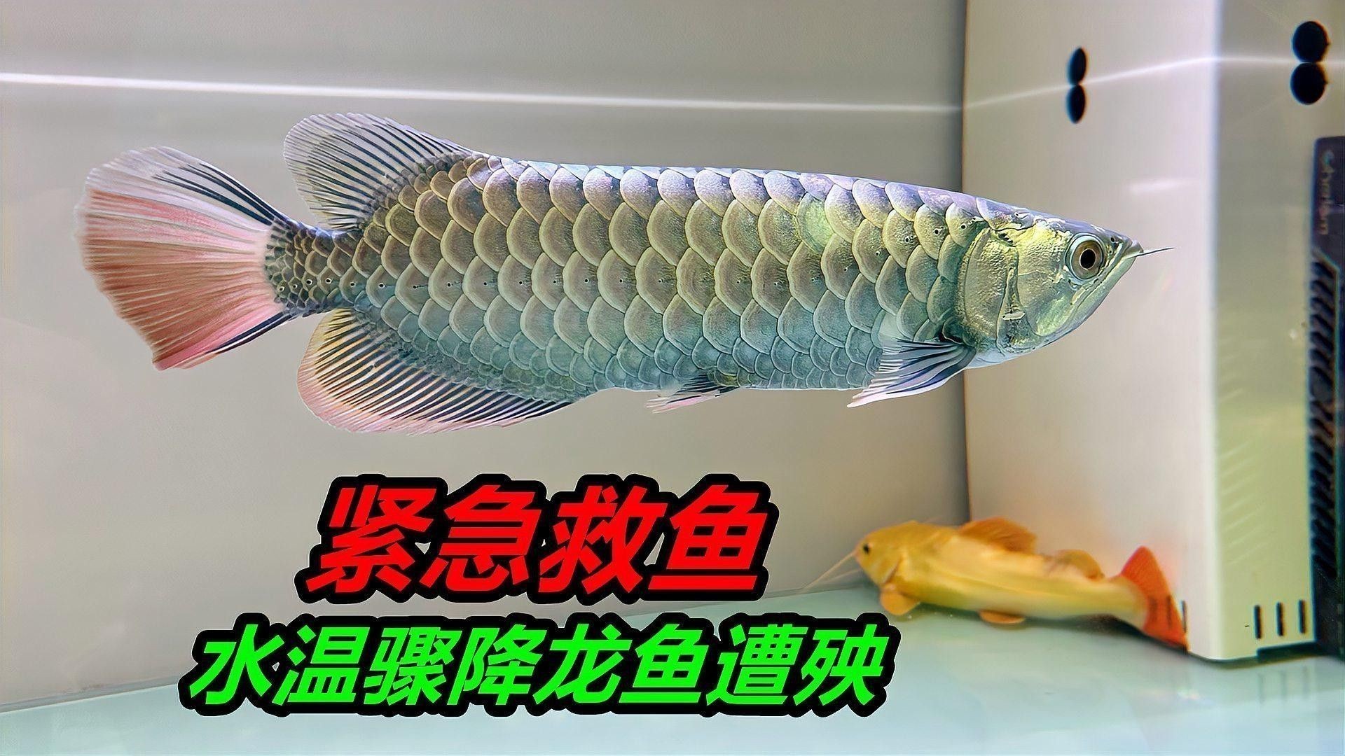 紅龍魚水溫30度咋樣 紅龍魚水溫30度咋樣 龍魚百科 第4張