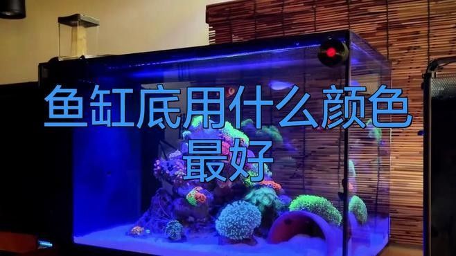 銀龍魚缸底用什么顏色