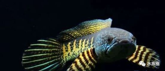 紅龍魚跳缸死了有什么預兆嗎：紅龍魚跳缸死了有什么預兆