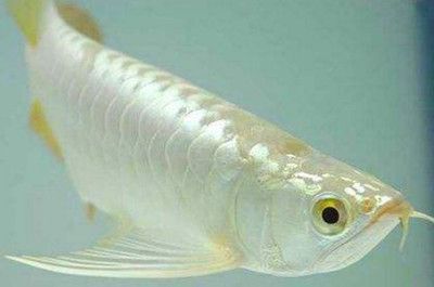 龍魚青霉素粉（青霉素對龍魚疾病的療效取決于疾病的類型和青霉素的種類）