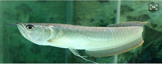 銀龍魚浮在水面是怎么回事（銀龍魚為什么會浮在水面上？） 銀龍魚浮在水面是怎么回事（銀龍魚為什么會浮在水面上？） 龍魚百科 第2張