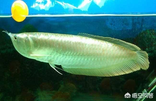 銀龍魚浮在水面是怎么回事（銀龍魚為什么會浮在水面上？） 銀龍魚浮在水面是怎么回事（銀龍魚為什么會浮在水面上？） 龍魚百科 第1張