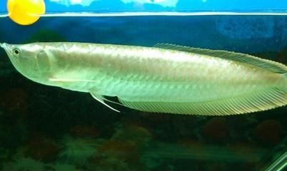銀龍魚浮在水面是怎么回事（銀龍魚為什么會浮在水面上？） 銀龍魚浮在水面是怎么回事（銀龍魚為什么會浮在水面上？） 龍魚百科 第4張