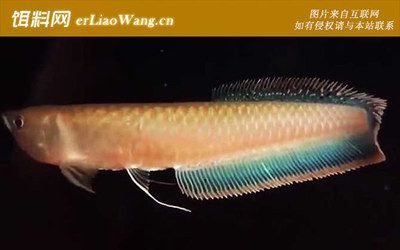 銀龍魚浮在水面是怎么回事（銀龍魚為什么會浮在水面上？） 銀龍魚浮在水面是怎么回事（銀龍魚為什么會浮在水面上？） 龍魚百科 第3張