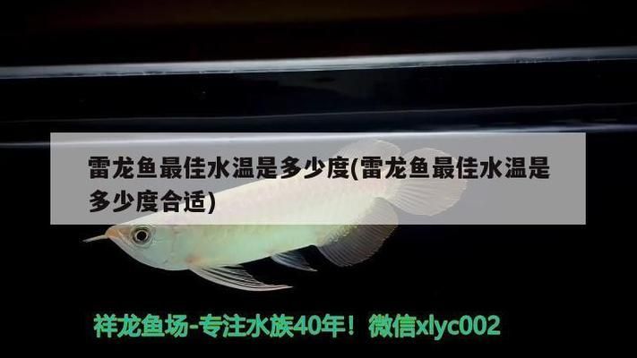 豹紋夫魚苗最佳水溫范圍，豹紋夫魚苗日常護理要點豹紋夫魚苗繁殖技巧分享