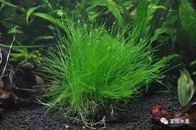水草選擇與養(yǎng)護指南：水族箱內水草布局技巧，水草肥料選擇與使用方法 水草選擇與養(yǎng)護指南：水族箱內水草布局技巧，水草肥料選擇與使用方法 龍魚百科 第2張