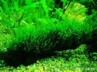 水草選擇與養(yǎng)護指南：水族箱內水草布局技巧，水草肥料選擇與使用方法 水草選擇與養(yǎng)護指南：水族箱內水草布局技巧，水草肥料選擇與使用方法 龍魚百科 第1張