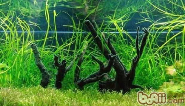 水草選擇與養(yǎng)護指南：水族箱內水草布局技巧，水草肥料選擇與使用方法 水草選擇與養(yǎng)護指南：水族箱內水草布局技巧，水草肥料選擇與使用方法 龍魚百科 第4張