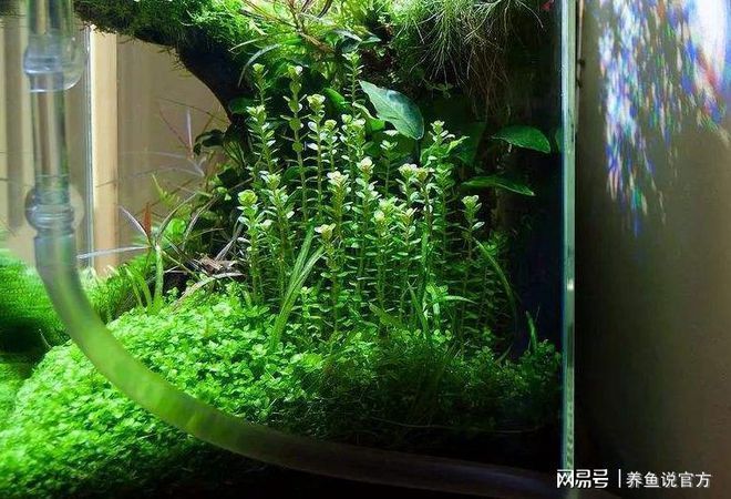 水草選擇與養(yǎng)護指南：水族箱內水草布局技巧，水草肥料選擇與使用方法 水草選擇與養(yǎng)護指南：水族箱內水草布局技巧，水草肥料選擇與使用方法 龍魚百科 第3張