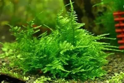 水草選擇與養(yǎng)護指南：水族箱內水草布局技巧，水草肥料選擇與使用方法 水草選擇與養(yǎng)護指南：水族箱內水草布局技巧，水草肥料選擇與使用方法 龍魚百科 第5張