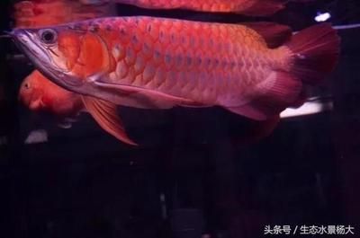 龍魚頭版如何調整（如何調整龍魚頭版）