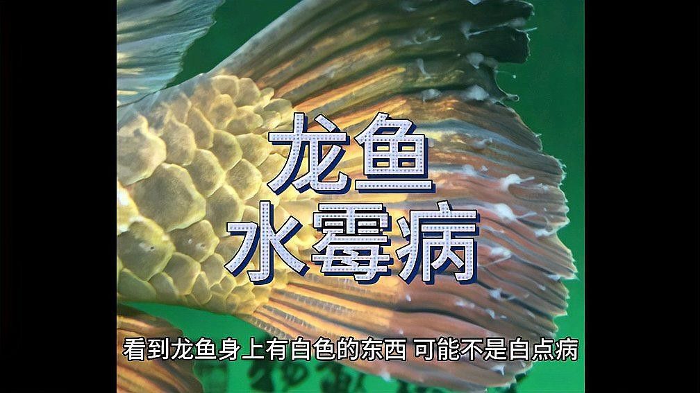 龍魚水霉病有哪些癥狀