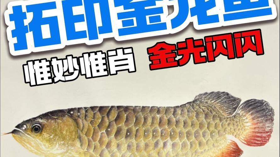如何查詢金龍魚防偽標(biāo)志？ 如何查詢金龍魚防偽標(biāo)志？ 龍魚百科 第1張