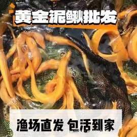 小火龍魚互動玩具的價格范圍是多少？