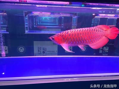 龍魚在哪買：上海龍強水族市場價格對比，龍魚養殖基地直銷信息