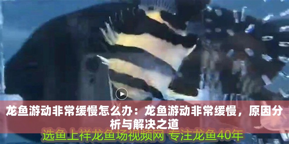 龍魚游動非常緩慢怎么辦：龍魚游動非常緩慢，原因分析與解決之道