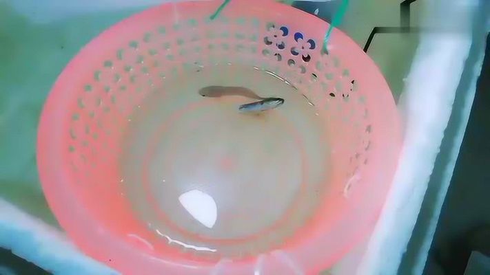 雷龍魚吃孔雀魚嗎，如何防止雷龍魚攻擊同類，孔雀魚適宜的水族環境，雷龍魚的飲食管理
