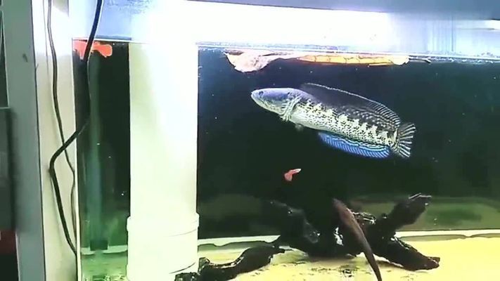 雷龍魚吃孔雀魚嗎，如何防止雷龍魚攻擊同類，孔雀魚適宜的水族環境，雷龍魚的飲食管理