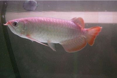 號(hào)半龍魚百科：號(hào)半龍魚是一種觀賞魚 號(hào)半龍魚百科：號(hào)半龍魚是一種觀賞魚 龍魚百科