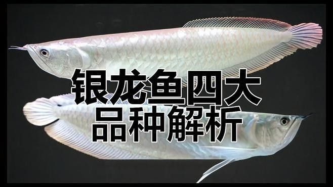 銀龍魚中還有哪些稀有品種？