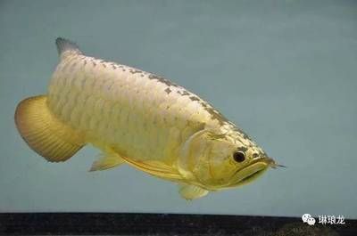 金龍魚水質：養育金龍魚要注意水質