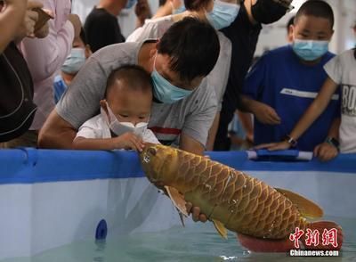 剛買來的龍魚一直沉在下面游動怎么回事（龍魚為什么一直沉在水底，怎么辦）