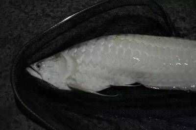 龍魚的眼睛上起了一層白膜怎么辦：龍魚眼睛上起了一層白膜怎么辦