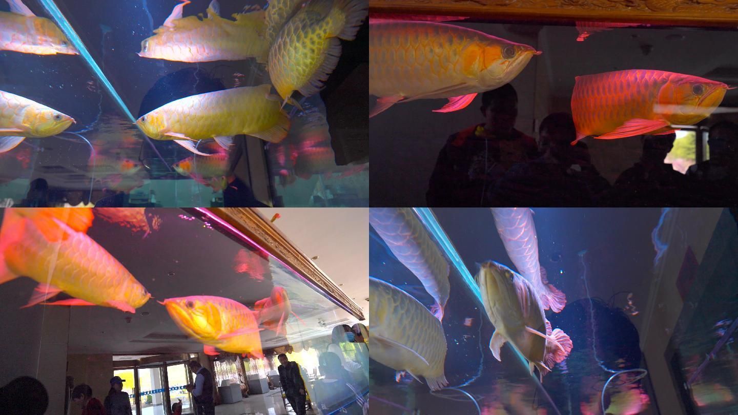 龍魚(yú)觀賞價(jià)值排名：龍魚(yú)的觀賞價(jià)值排名