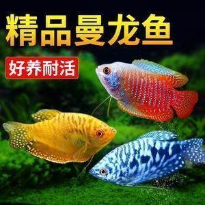 龍魚挑選（如何挑選合適的龍魚品相鑒定技巧，龍魚品相鑒定技巧）