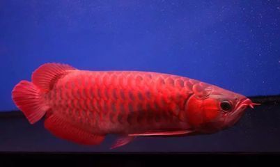 紅龍魚買大的好還是小的好呢（如何選擇紅龍魚）