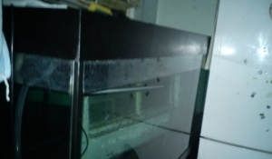 最便宜的龍魚缸品牌有哪些？：2024龍魚缸十大品牌排行榜_龍魚缸品牌推薦
