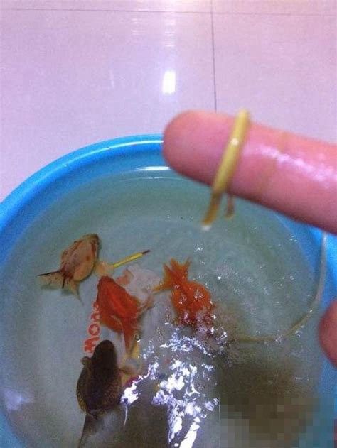 雷龍魚會翻砂嗎
