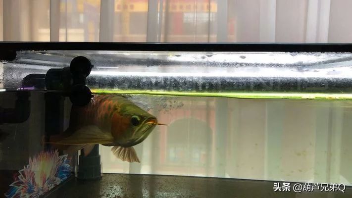 龍魚掉眼手術(shù)后幾天能恢復(fù)正?；顒樱糊堲~掉眼手術(shù)后恢復(fù)時間 龍魚掉眼手術(shù)后幾天能恢復(fù)正?；顒樱糊堲~掉眼手術(shù)后恢復(fù)時間 龍魚百科 第1張