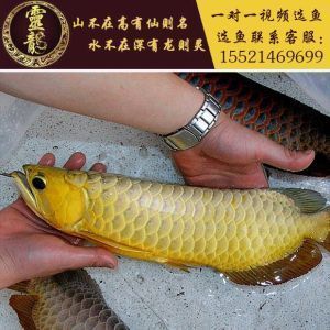 紅龍魚有過背跟高背的嗎：如何區分紅龍魚的過背和高背？